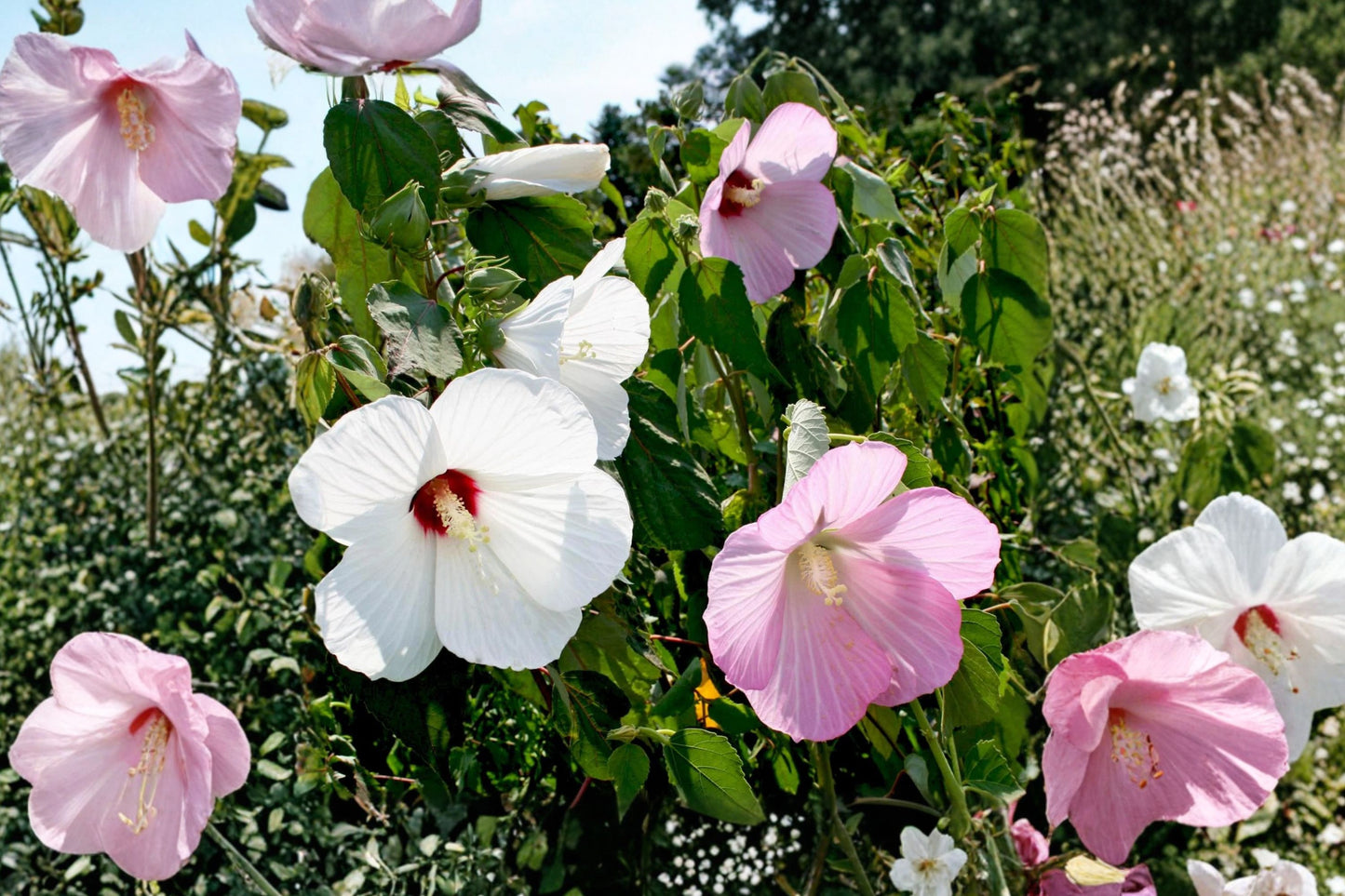 Hardy Hibiscus Live Starter Plant | Hibiscus moscheutos | Rose Mallow | Giant Bloom Perennial