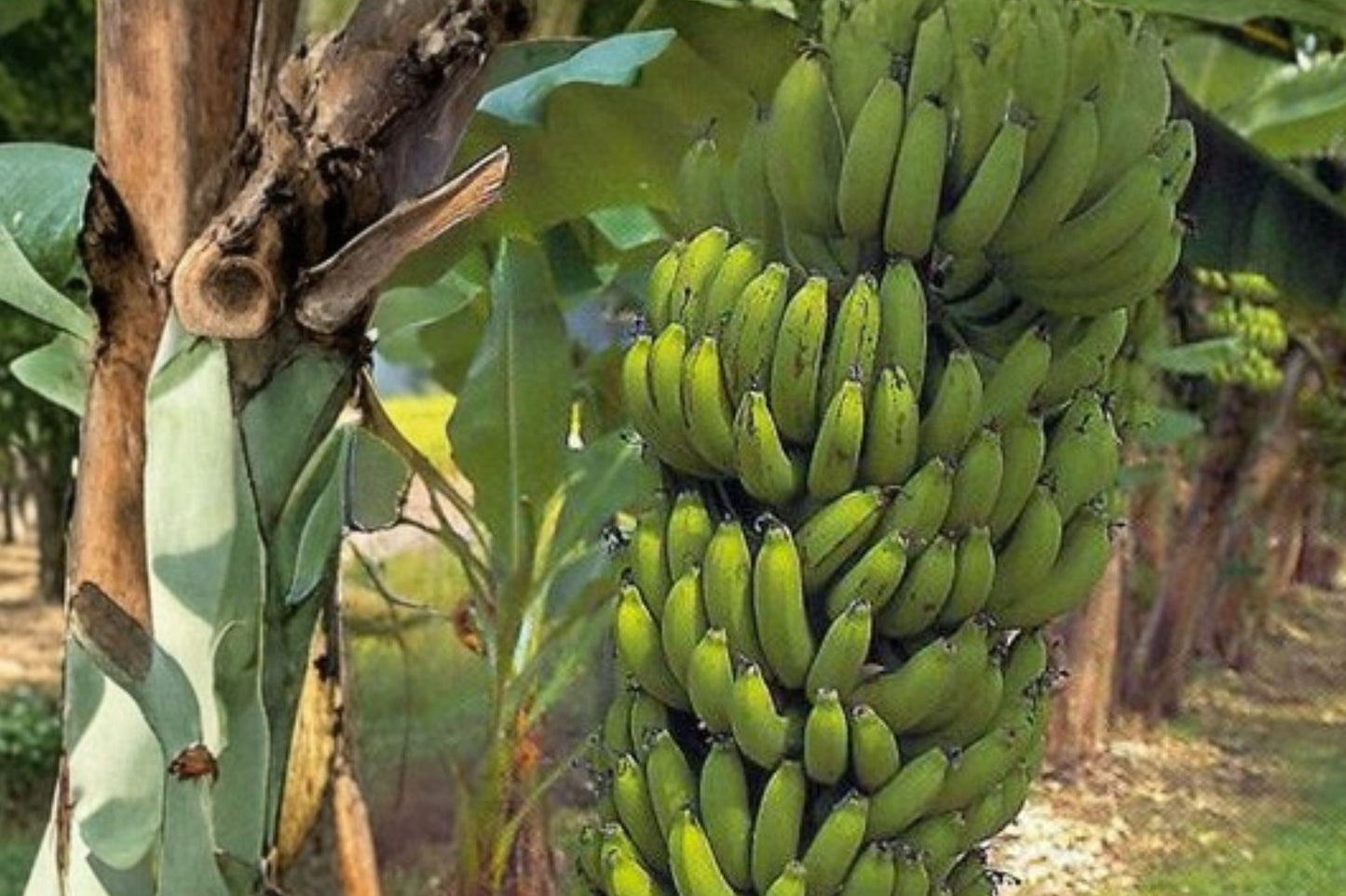 Gran Nain Banana Tree Live Plant | Musa acuminata 'Gran Nain' | Tropical Fruit Plant | Cavendish Banana