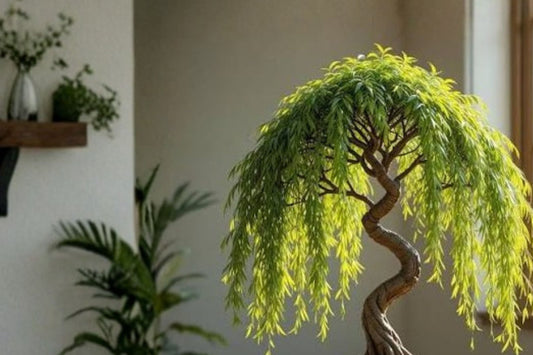 Australian Weeping Willow Cuttings | Dwarf Live Bonsai Tree Cuttings | Fast Growing Willow for Propagation