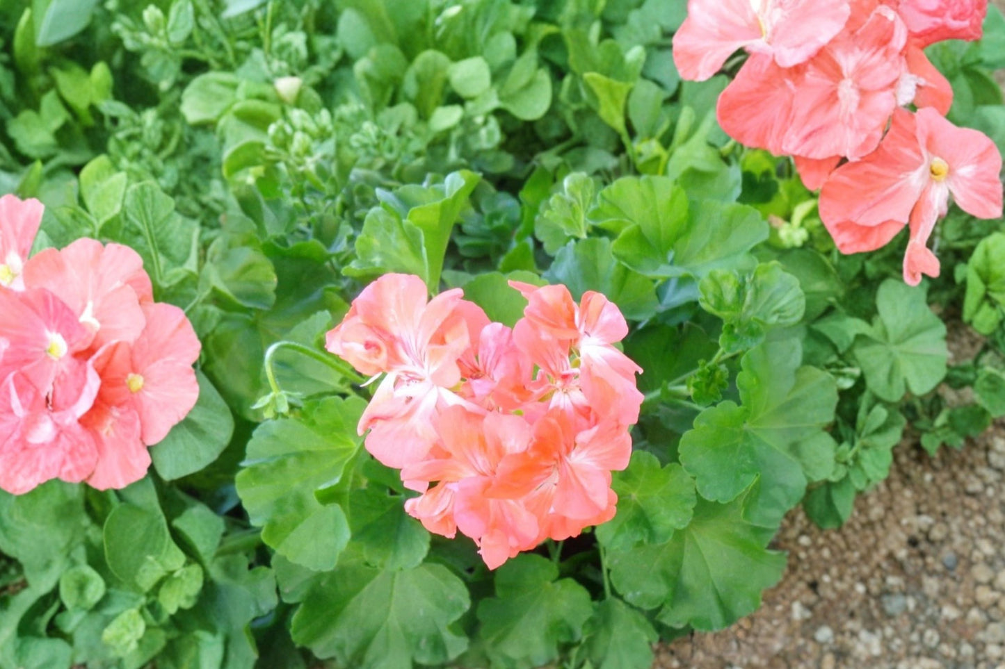 Salmon Pink Ivy Geranium Cuttings | 3 Unrooted 6-Inch Pelargonium peltatum Hybrid Live Plant Cuttings