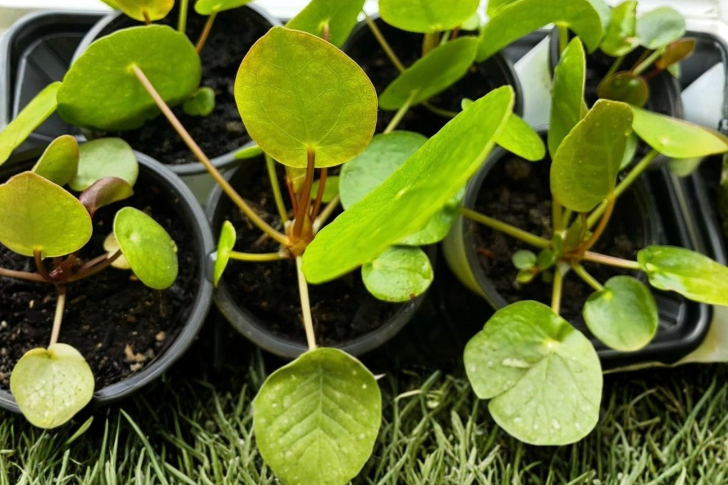 Chinese Money Plant Live Houseplant | Pilea peperomioides | 2-Inch Pot | Easy Care Indoor Plant