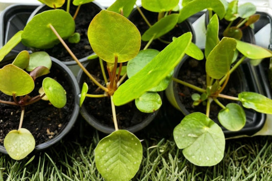 Chinese Money Plant Live Houseplant | Pilea peperomioides | 2-Inch Pot | Easy Care Indoor Plant