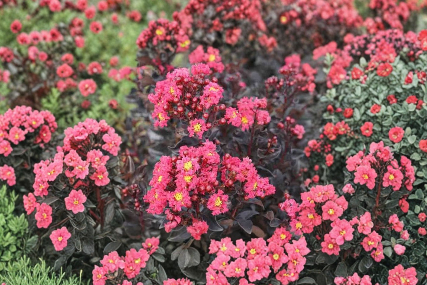 Dark Pink Crape Myrtle Cuttings | 7 Unrooted 6-Inch Lagerstroemia indica Live Tree Cuttings
