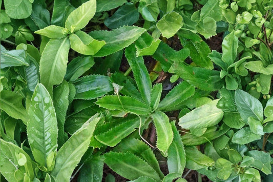 Culantro Live Plant | Ngo Gai | Eryngium foetidum | 2–3 Plants in 3.5-Inch Pot | Culinary Herb