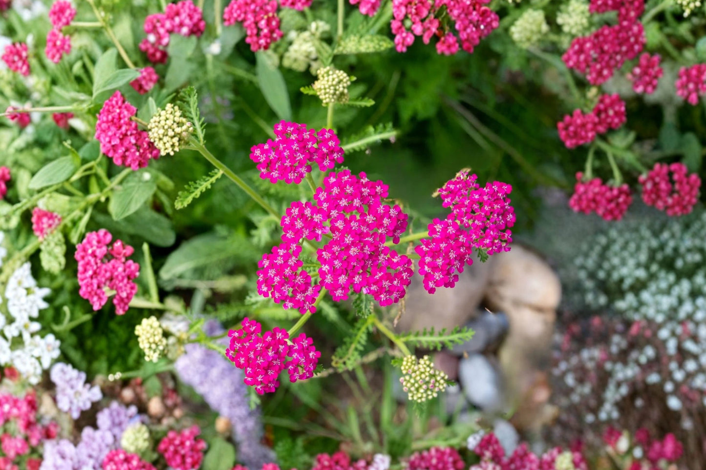 Cerise Queen Yarrow Live Starter Plant | Achillea millefolium 'Cerise Queen' | Pink Perennial Pollinator Flower