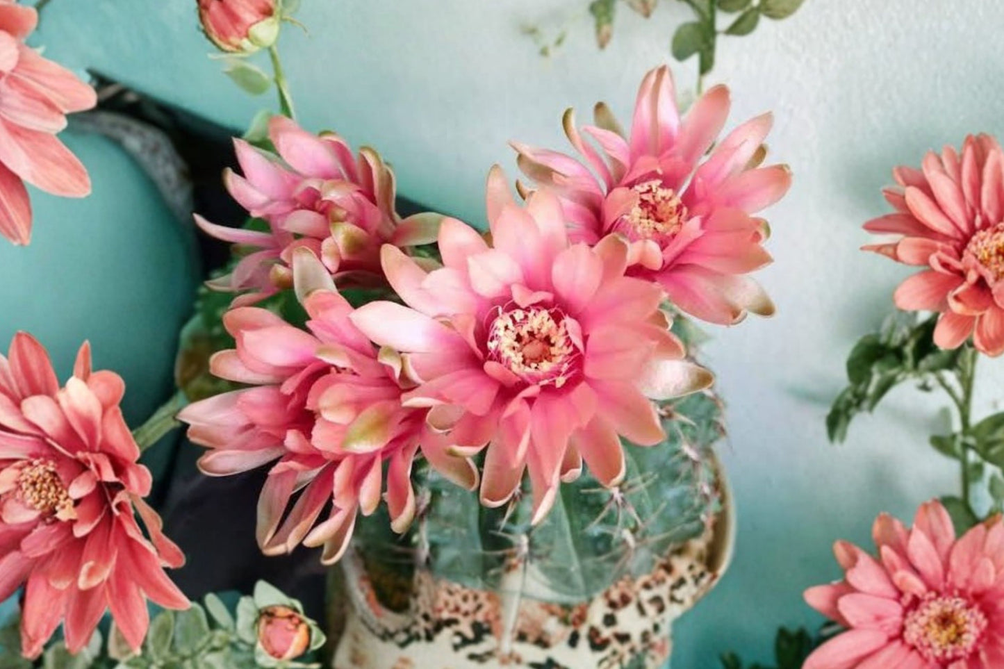 Gymnocalycium baldianum Live Cactus | Dwarf Chin Cactus | Blooming Succulent | Easy Care Houseplant