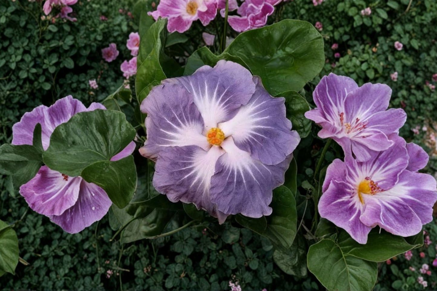 Blackberry Jam Hardy Hibiscus Live Starter Plant | Cajun Series | Hibiscus moscheutos | Giant Bloom Perennial