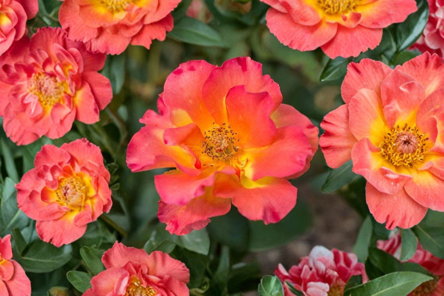 Sunset Horizon™ Shrub Rose Live Plant | Rosa 'Sunset Horizon' | 1 Quart Pot | Orange Apricot Rose