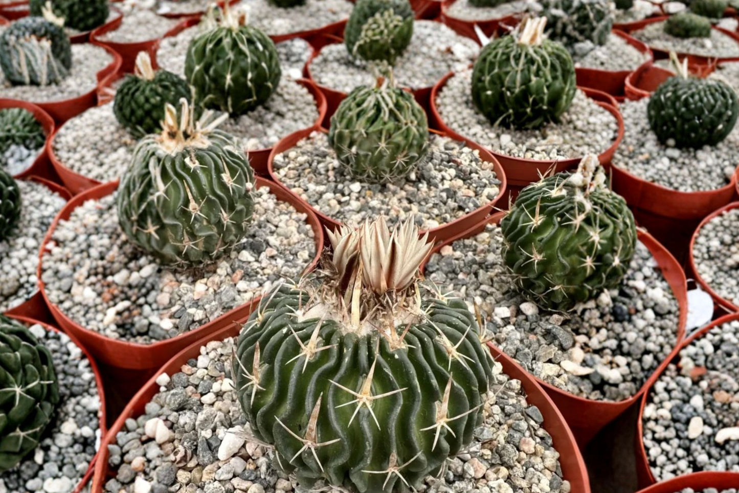Brain Cactus Live Plant | Stenocactus multicostatus | Ribbed Cactus in Pot | Easy Care Succulent Houseplant
