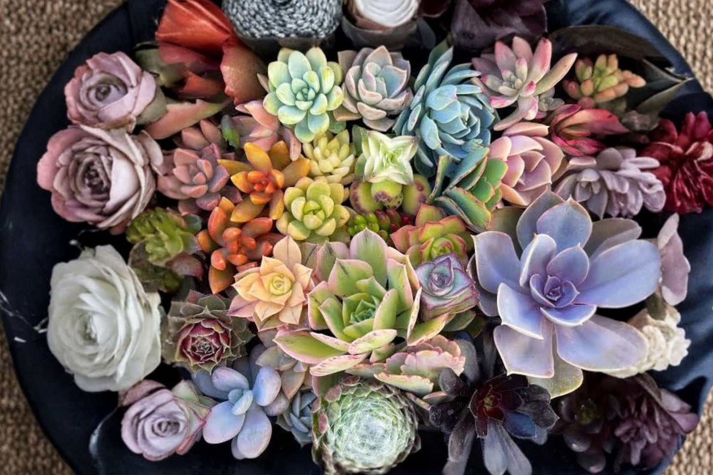 10 Mixed Succulent Cuttings | 1–2 Inch Unrooted Rosettes | Live Succulent Variety Pack | Pastel, Red & Jade
