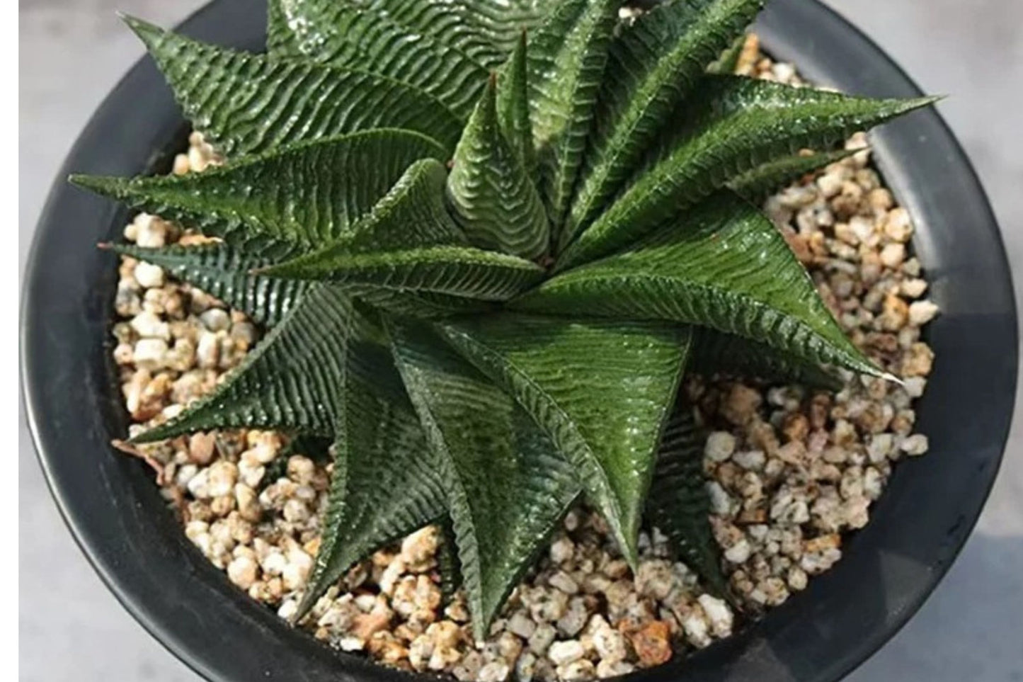Rare Succulent Live Plant | Assorted Exotic Succulent | Easy Care Houseplant | Indoor Office & Home Décor Plant