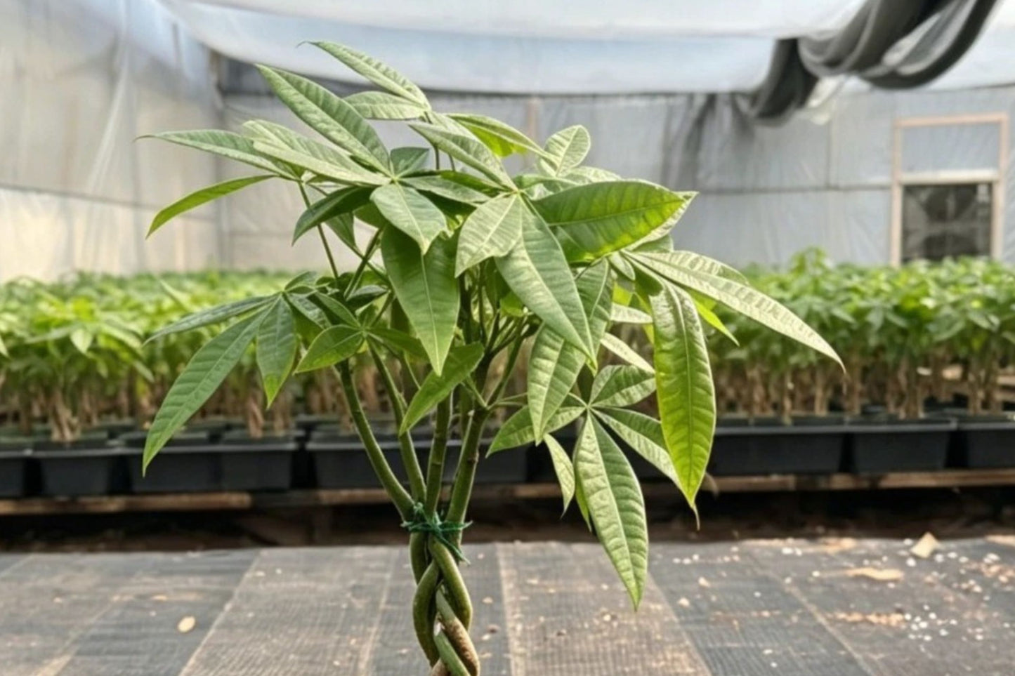 Money Tree Live Plant | Pachira aquatica | Value Grade Houseplant | Easy Care Indoor Plant | Lucky Money Tree