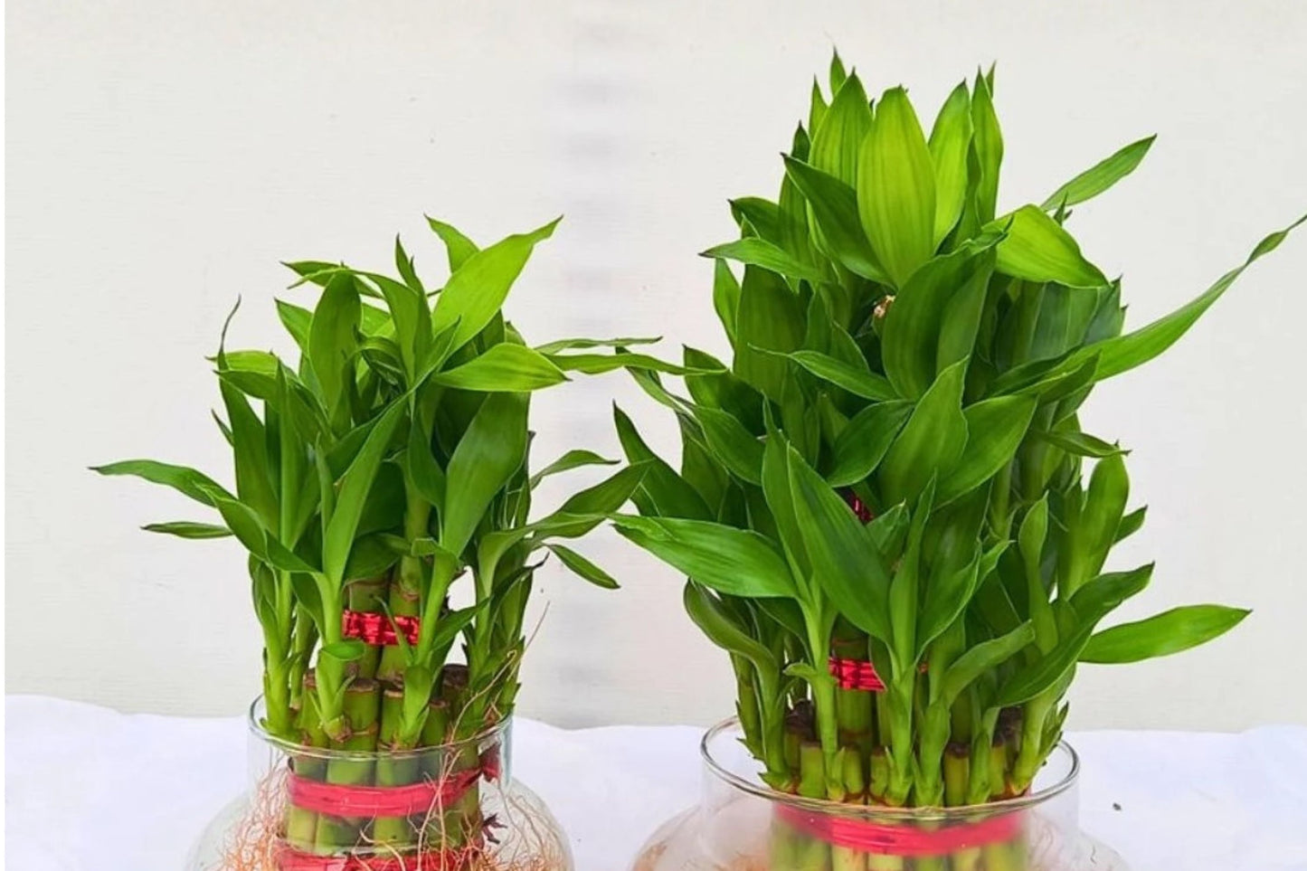 Lucky Bamboo Live Plant | Dracaena sanderiana | Feng Shui Houseplant | Easy Care Indoor Plant | Gift Idea