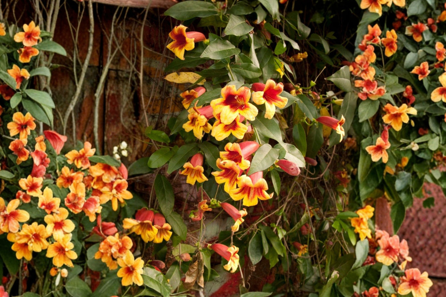 Hardy Native Crossvine Bare Root Starter Plant | Bignonia capreolata | Live Climbing Vine | Hummingbird Pollinator