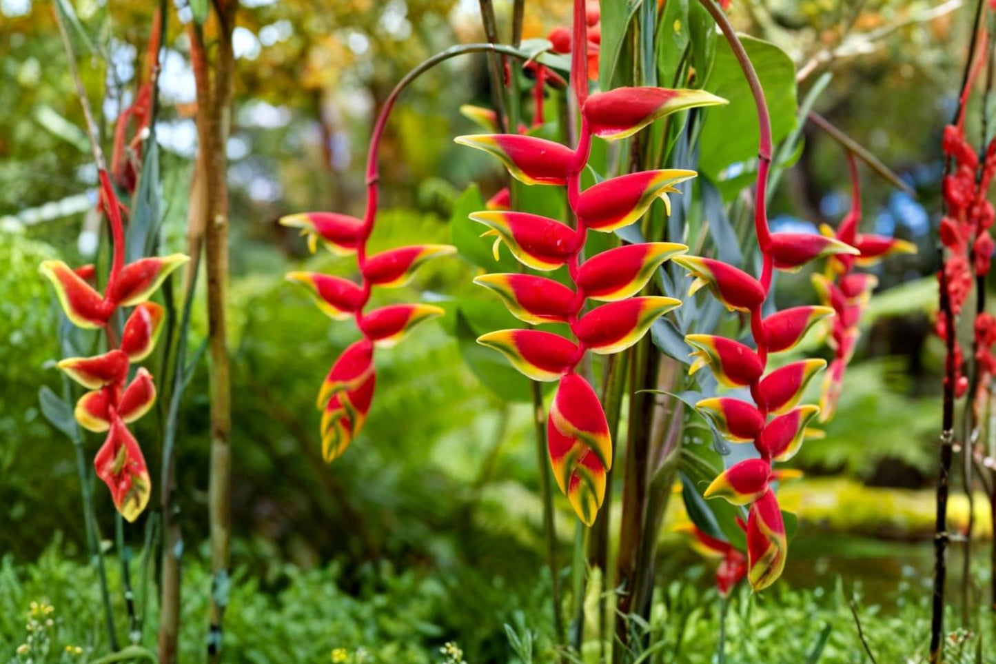 Heliconia rostrata Live Rhizome | Hanging Lobster Claw | Exotic Tropical Flower Plant | Parrot's Beak