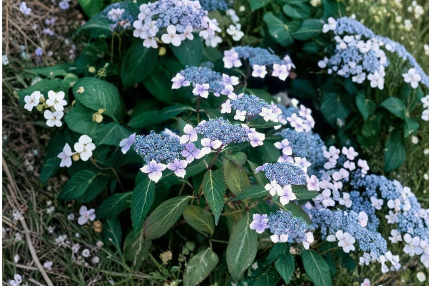 Blue Bird Lacecap Hydrangea Live Plant | Hydrangea serrata 'Blue Bird' | 1 Quart Pot | Shade Flowering Shrub