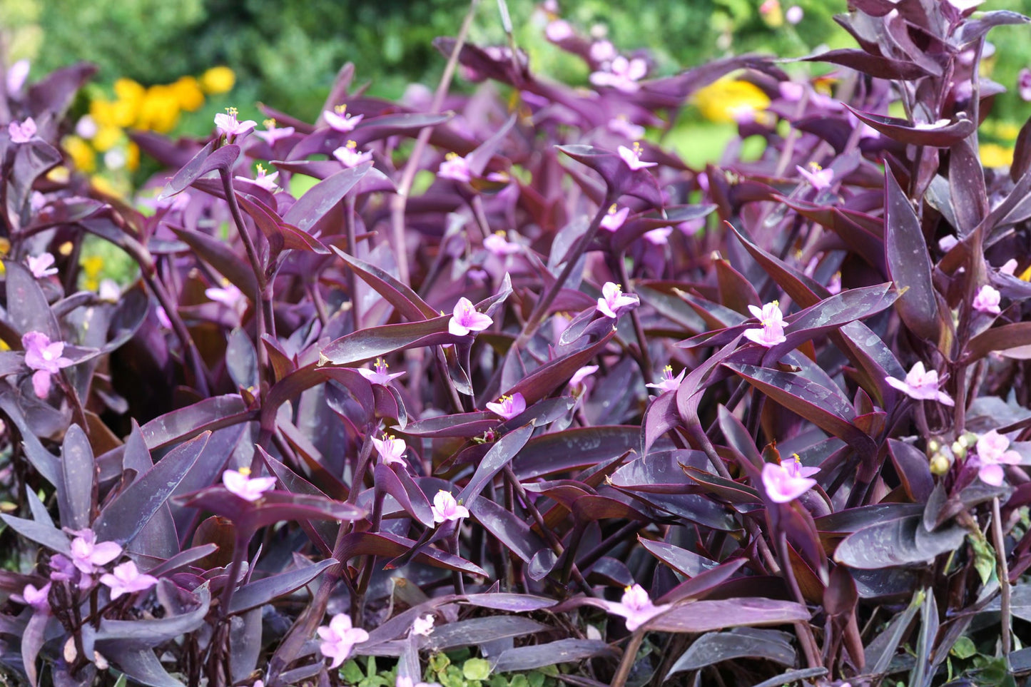 20 Purple Heart Cuttings | Tradescantia pallida 'Purpurea' | Live Unrooted Wandering Dude Plant Cuttings | Fast Growing