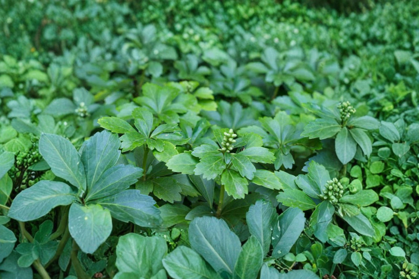 50+ Japanese Spurge Live Plants | Pachysandra terminalis | Evergreen Ground Cover | Shade Garden Starter Plants