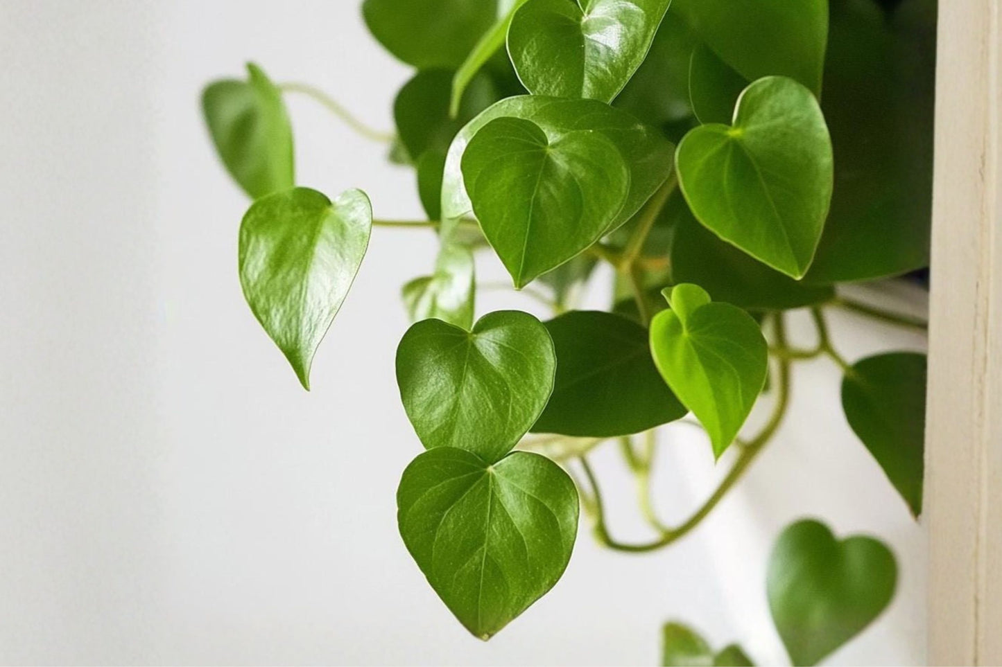 Organic Jade Pothos Cuttings | 3+ Live Unrooted Epipremnum aureum Cuttings | Easy Care Houseplant Propagation