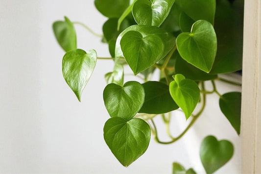 Organic Jade Pothos Cuttings | 3+ Live Unrooted Epipremnum aureum Cuttings | Easy Care Houseplant Propagation