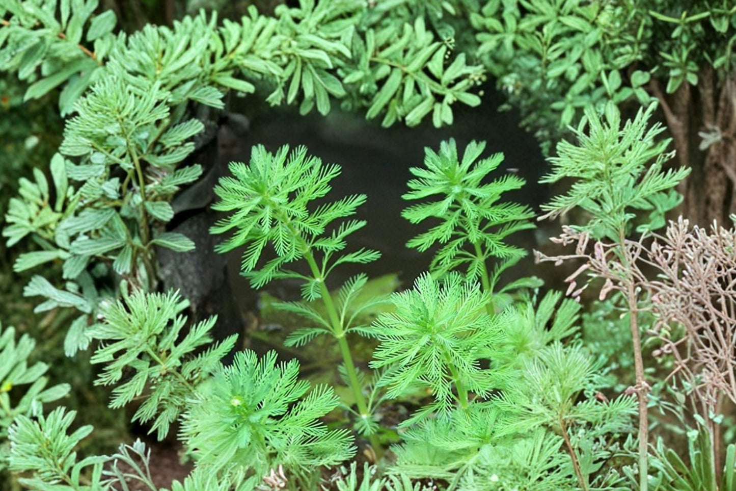 Parrot's Feather Live Pond Plant | Myriophyllum aquaticum | Aquatic Surface Plant | Buy 2 Get 1 Free