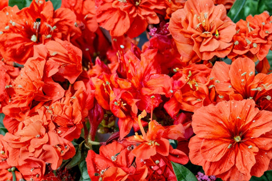Fireball Deciduous Azalea Live Starter Plant | Rhododendron 'Fireball' | L7 Pot | Orange-Red Spring Bloomsc