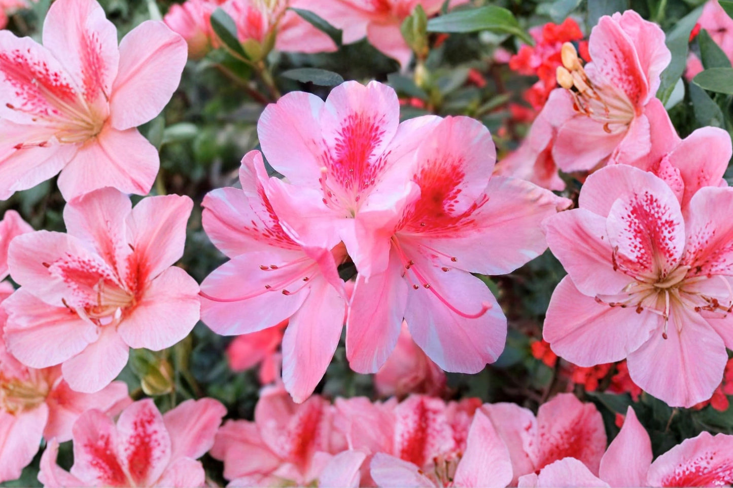 Pink Gumpo Dwarf Azalea Live Starter Plant | Rhododendron 'Gumpo Pink' | 4-Inch Pot | Evergreen Flowering Shrub
