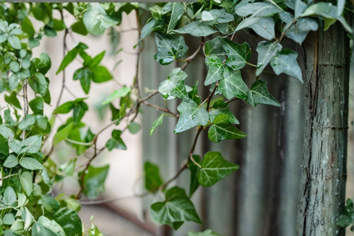 12 English Ivy Live Cuttings | Hedera helix | 6-Inch Unrooted Ivy Cuttings | Easy to Grow Perennial Vine