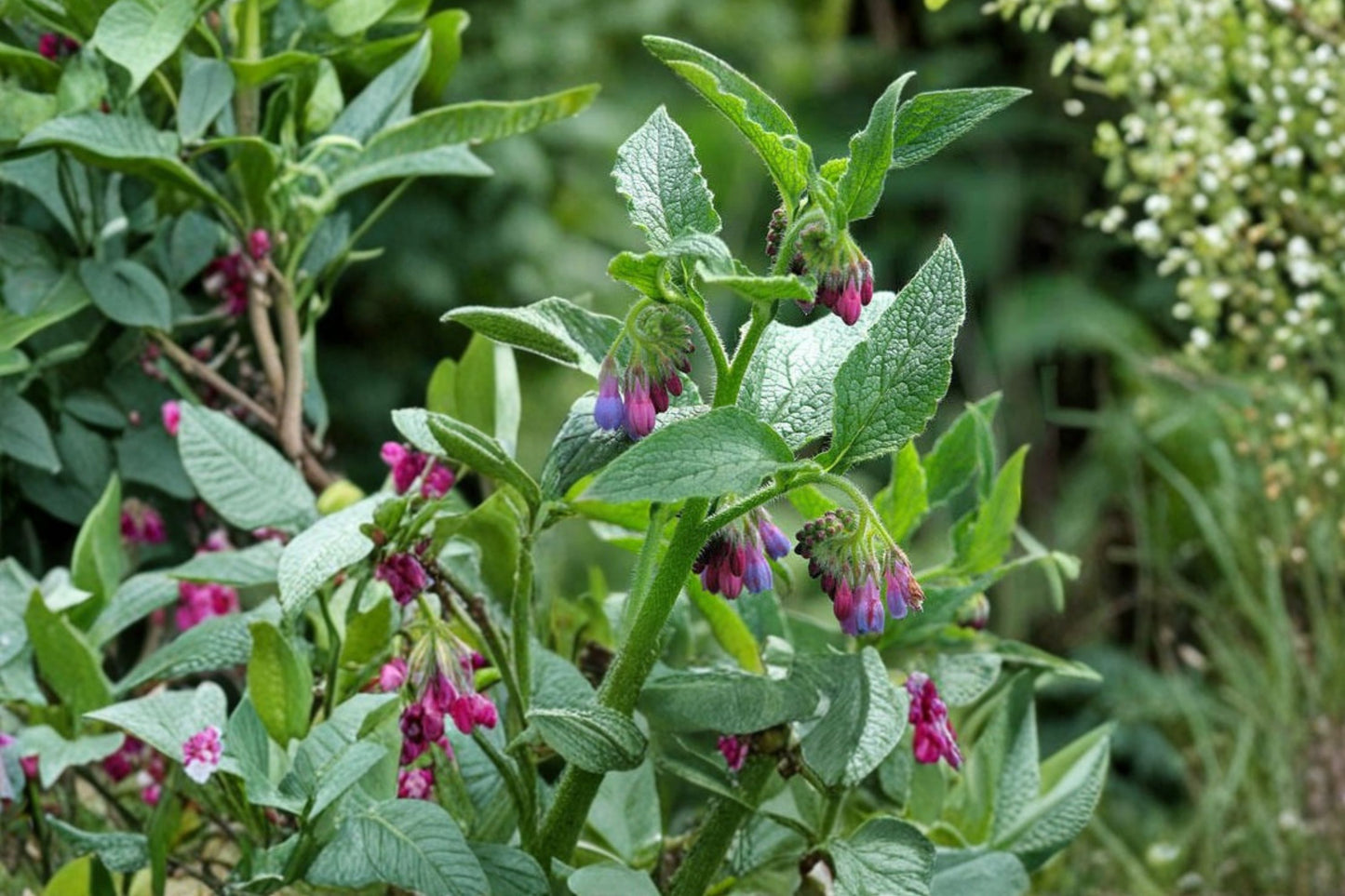 3 Russian Comfrey Bocking 14 Crown Cuttings | Symphytum × uplandicum | Live Root Cuttings | Perennial Herb