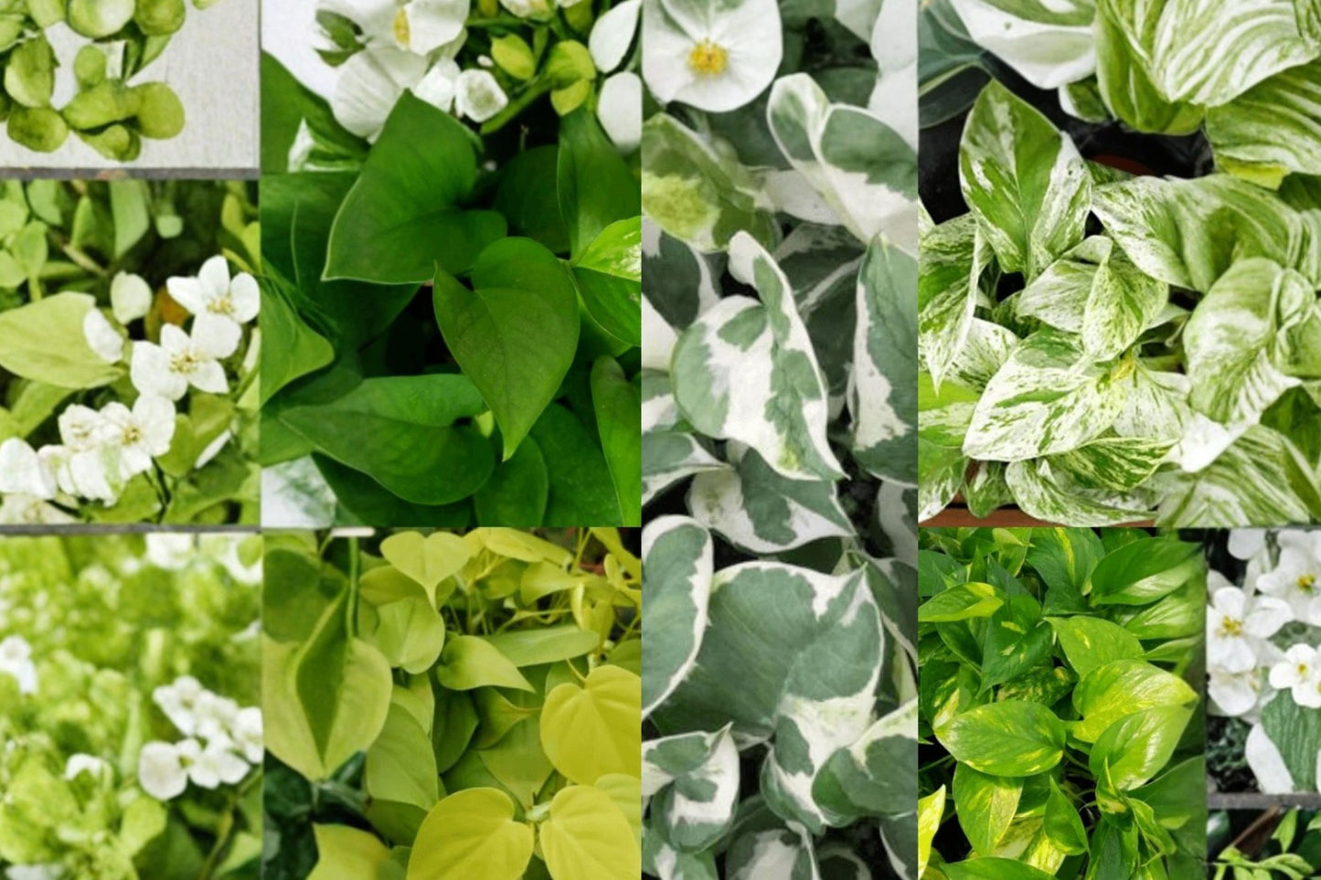 20 Pothos Cuttings | Marble Queen, Snow Queen, Golden & Neon Pothos | Live Unrooted Houseplant Cuttings | 4 Variety Mix
