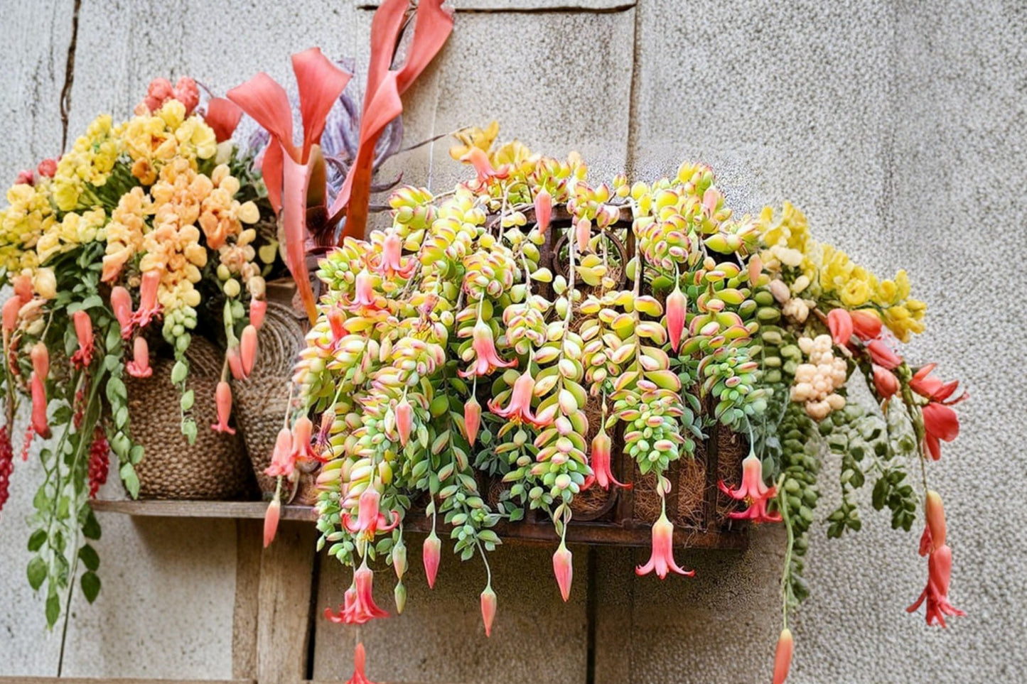 Cotyledon Pendens Cuttings | 3 Live Unrooted Succulent Cuttings | Trailing Cliff Succulent | Rare Hanging Plant