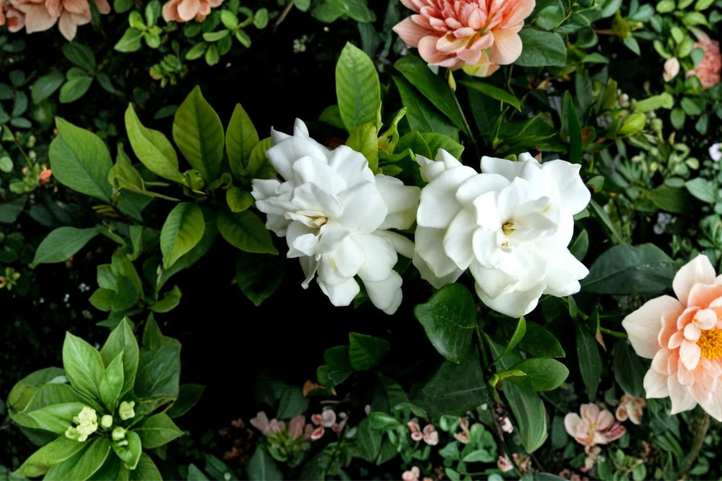 7 Heirloom White Gardenia Cuttings | Gardenia jasminoides | Cape Jasmine | 6-Inch Unrooted Live Shrub Cuttings