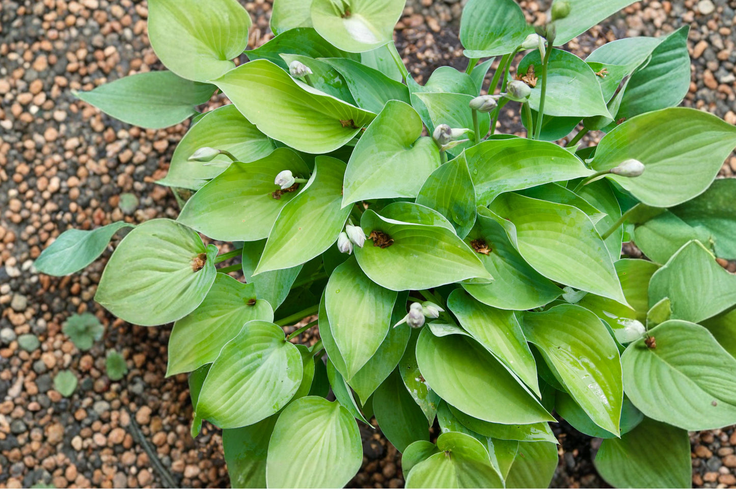 2 Serendipity Hosta Live Plants | Hosta 'Serendipity' | Shade Perennial | Bold Green Foliage | Starter Plants