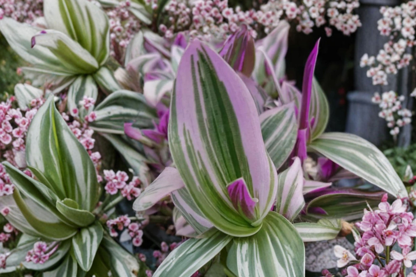 Pink Tradescantia Nanouk Live Plant | Tradescantia albiflora 'Nanouk' | 2 Inch Pot | Easy Care Indoor Houseplant