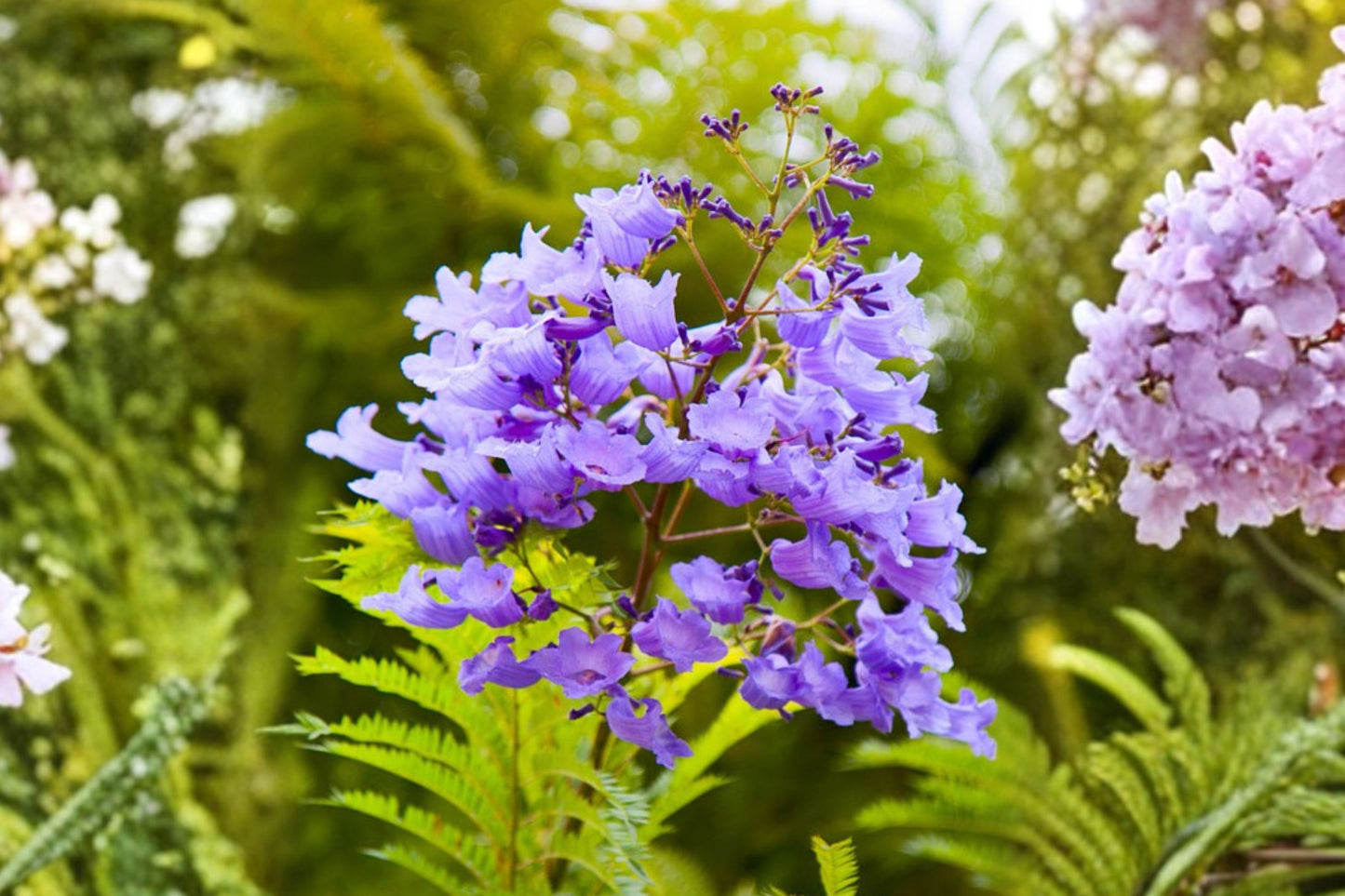 Blue Jacaranda Tree Live Plant | Jacaranda mimosifolia | 3 Inch Pot | 6–8 Inch Tall Tropical Flowering Tree