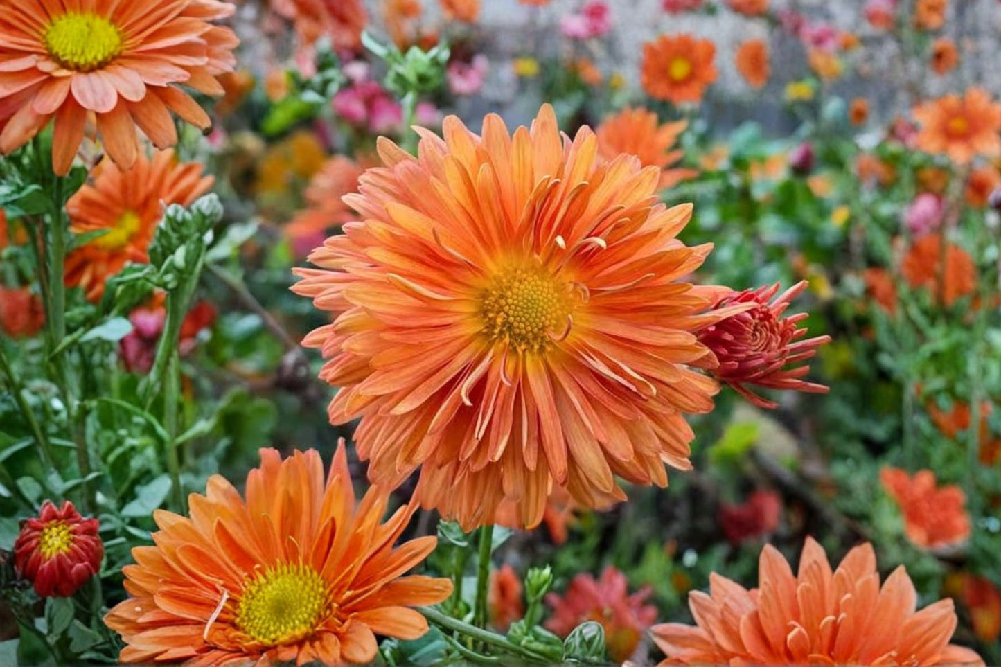 Chrysanthemum Live Plant | Well-Rooted Garden Mum Plug | Colorful Fall Bloom Perennial | Hardy Mum Starter Plant
