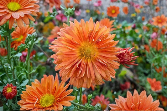 Chrysanthemum Live Plant | Well-Rooted Garden Mum Plug | Colorful Fall Bloom Perennial | Hardy Mum Starter Plant