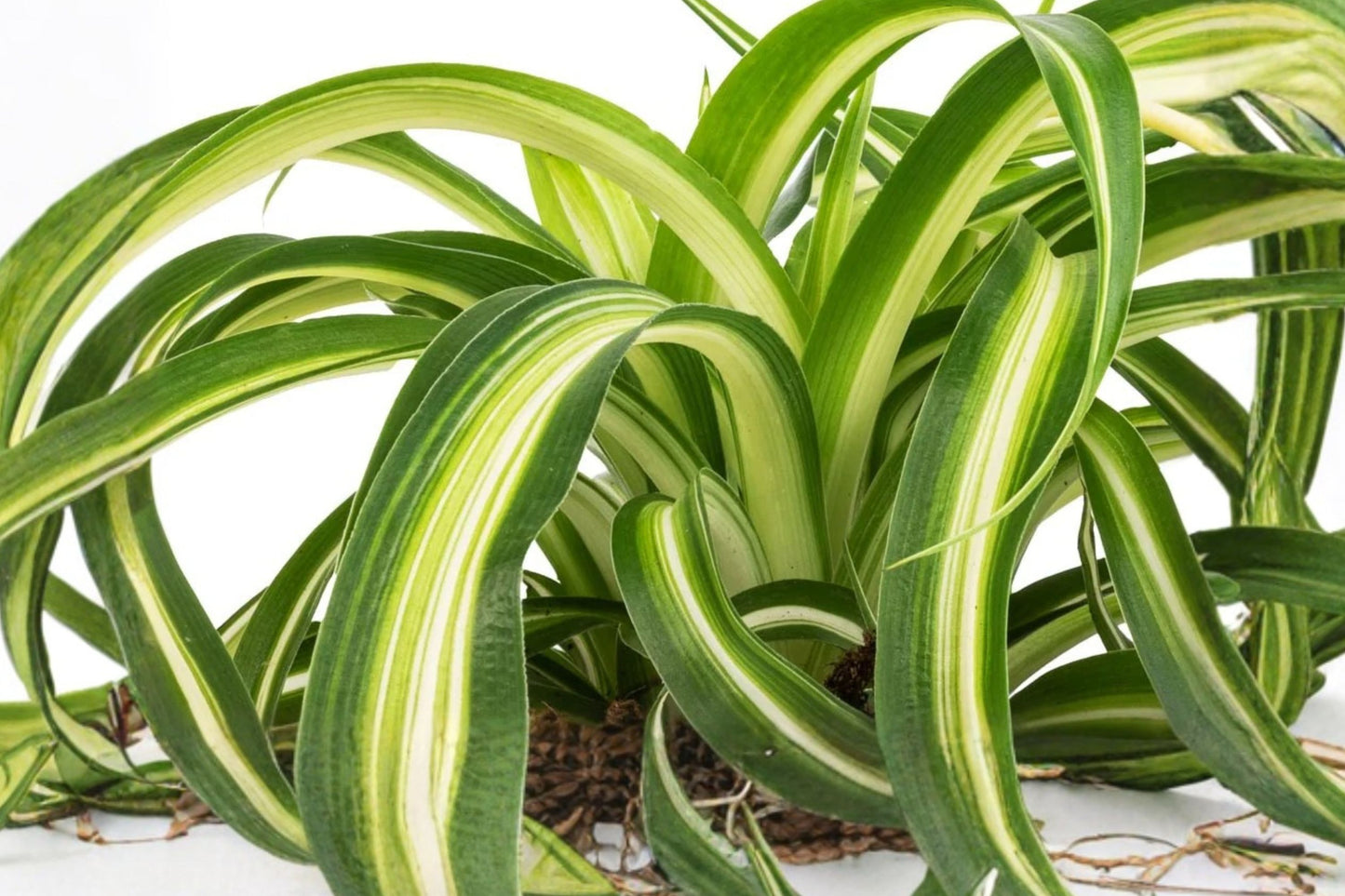 3 Rooted Bonnie Spider Plants | Chlorophytum comosum 'Bonnie' | Live Curly Spider Houseplants | Easy Care Indoor Plants