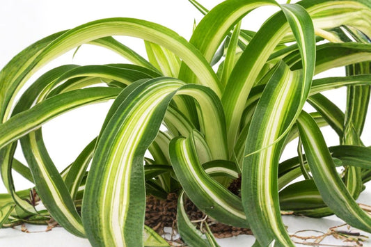 3 Rooted Bonnie Spider Plants | Chlorophytum comosum 'Bonnie' | Live Curly Spider Houseplants | Easy Care Indoor Plants