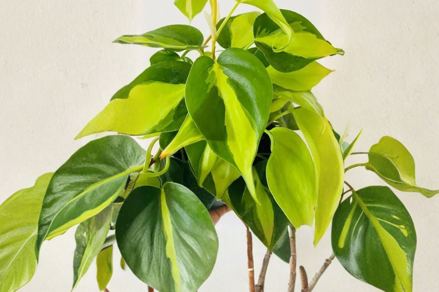 Philodendron Brasil 3 Unrooted Cuttings | Philodendron hederaceum 'Brasil' | Live Houseplant Cuttings | Easy to Grow Vine