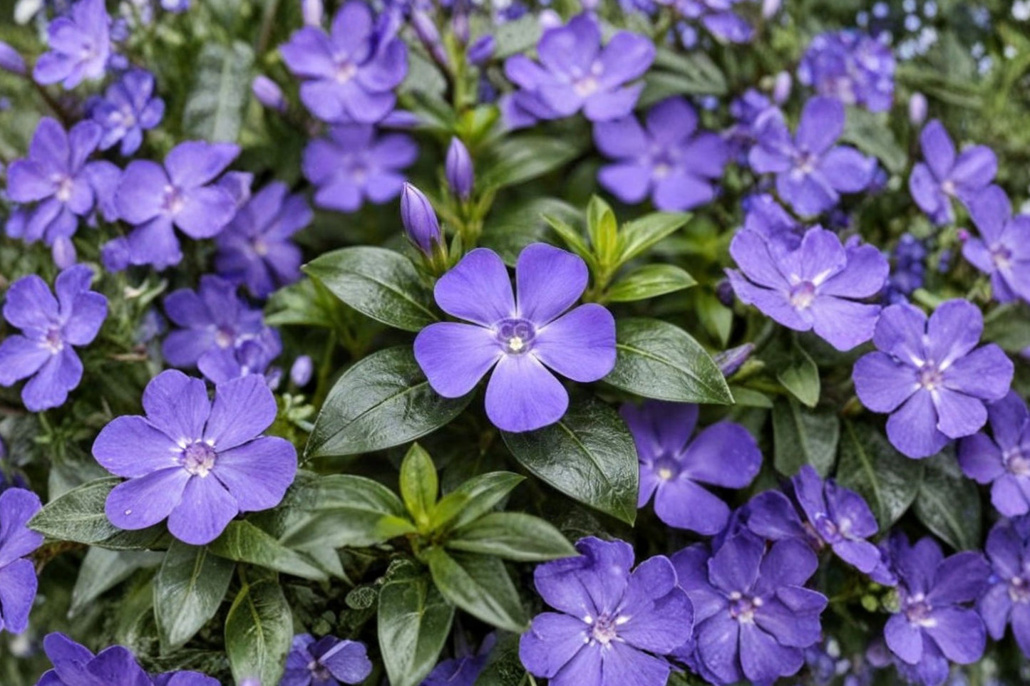 25+ Vinca Minor Live Plants | Periwinkle Ground Cover | Creeping Myrtle | Evergreen Shade Perennial | Hardy Starter Plants