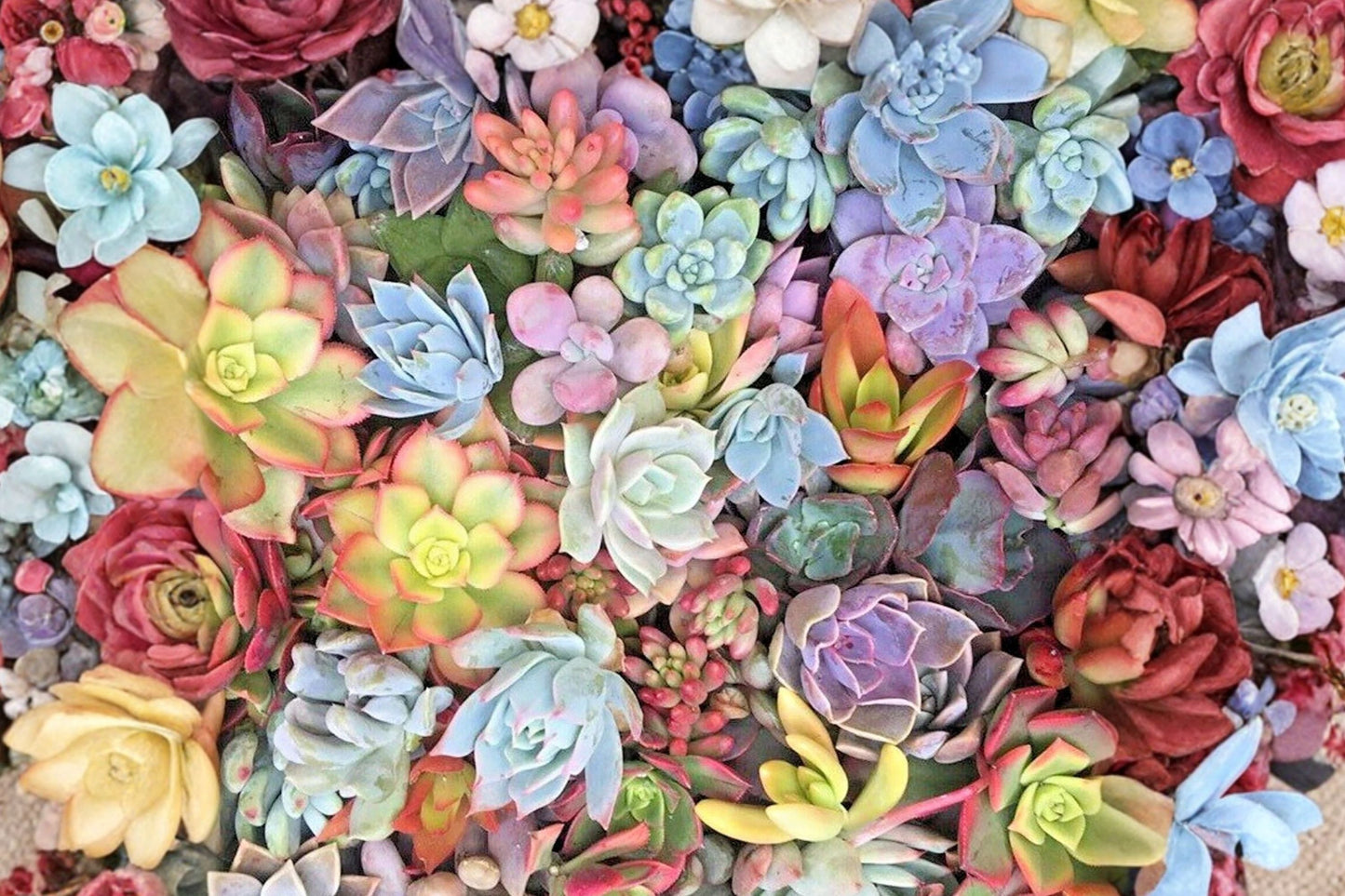 12 Echeveria Succulent Cuttings | Live Unrooted Succulent Combo | Mixed Rosette Succulents | DIY Fairy Garden Plants