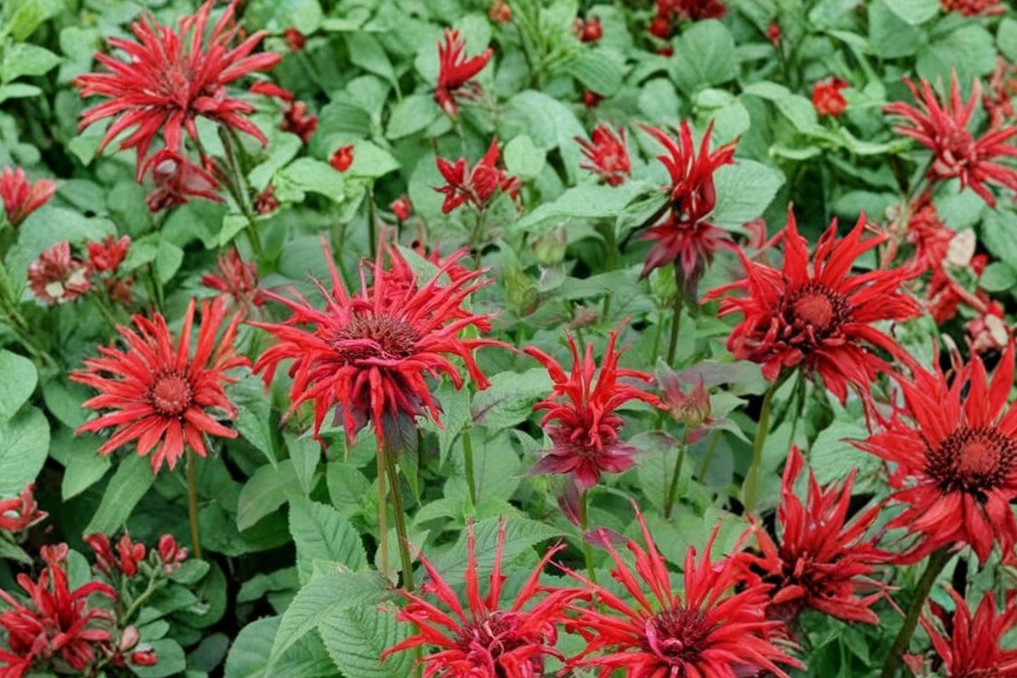 Bee Balm Live Plant in Pot | Monarda didyma | Perennial Pollinator Plant | Hummingbird & Butterfly Garden Flower