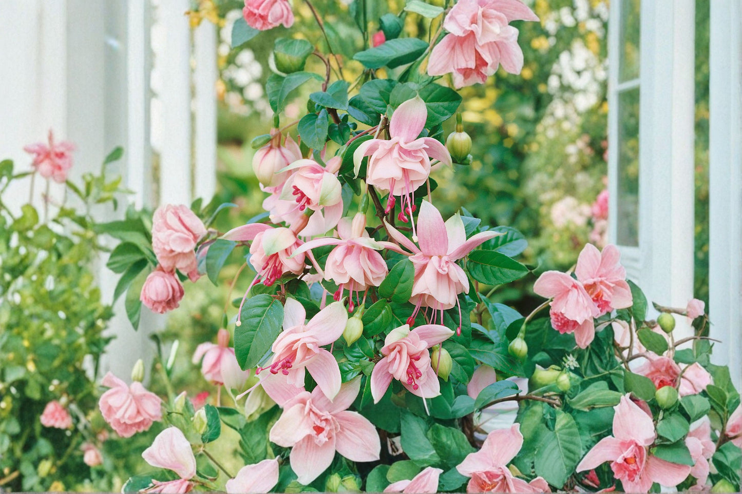 Fuchsia Southgate Live Plant Plug | Fuchsia 'Southgate' | 1–3 Inch Starter Plant | Pink Purple Hanging Flowers
