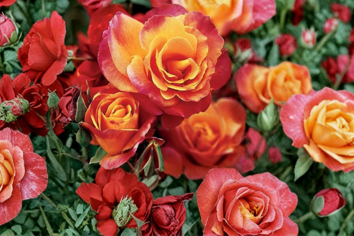 Joseph's Coat Climbing Rose Live Plant | Rosa 'Joseph's Coat' | 1 Quart Pot | Repeat Blooming Multi-Color Rose