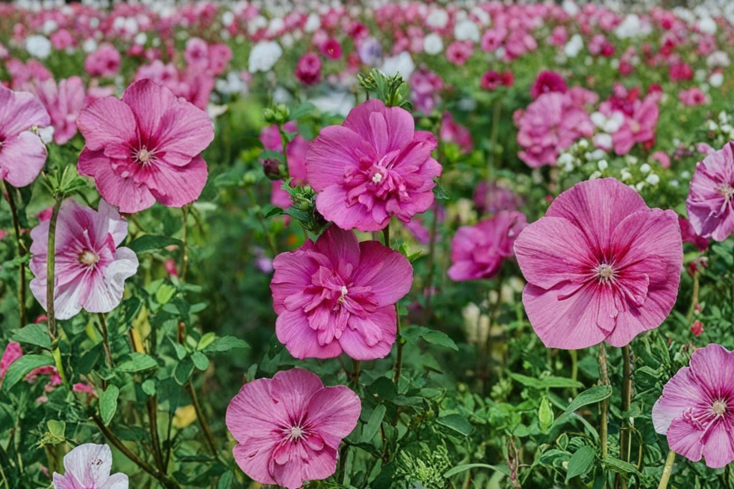 Double Magenta Rose of Sharon Live Plant | Hibiscus syriacus | Heat & Cold Hardy | Flowering Shrub | Hardy Hibiscus