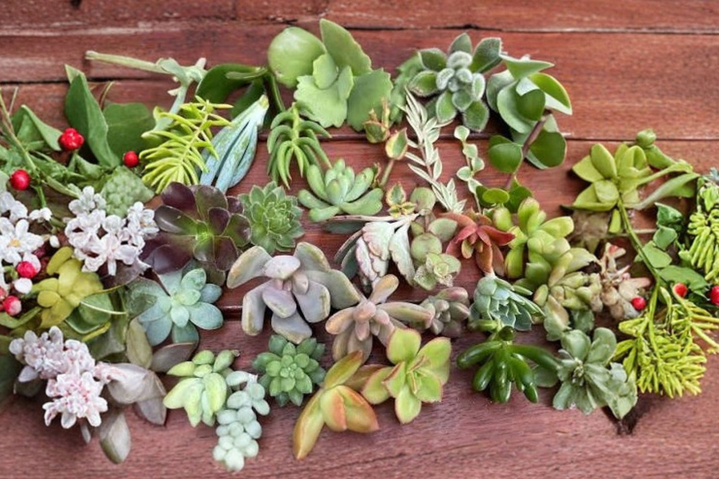 10 Mixed Succulent Cuttings | Assorted Live Unrooted Succulent Variety Pack | Easy Propagation | DIY Fairy Garden Plants