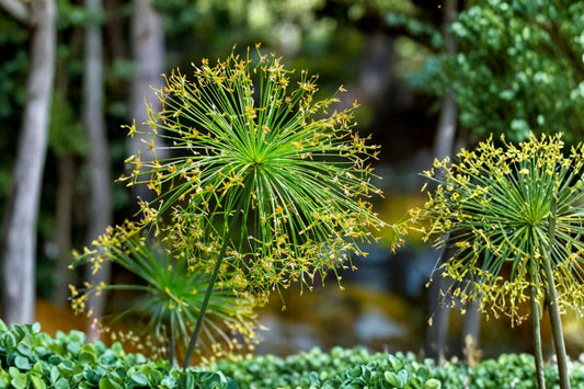 Dwarf Papyrus Live Pond Plant | Cyperus haspan | Tropical Aquatic Marginal Plant | Water Garden Plant | Buy 2 Get 1 Free