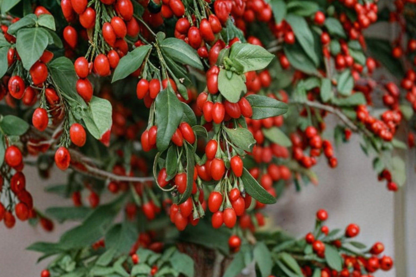 Large Goji Berry Live Plant | 3+ Year Old Mature Wolfberry | 15+ Inch Well Rooted Plant | Lycium barbarum | Fruit Bearing Shrub