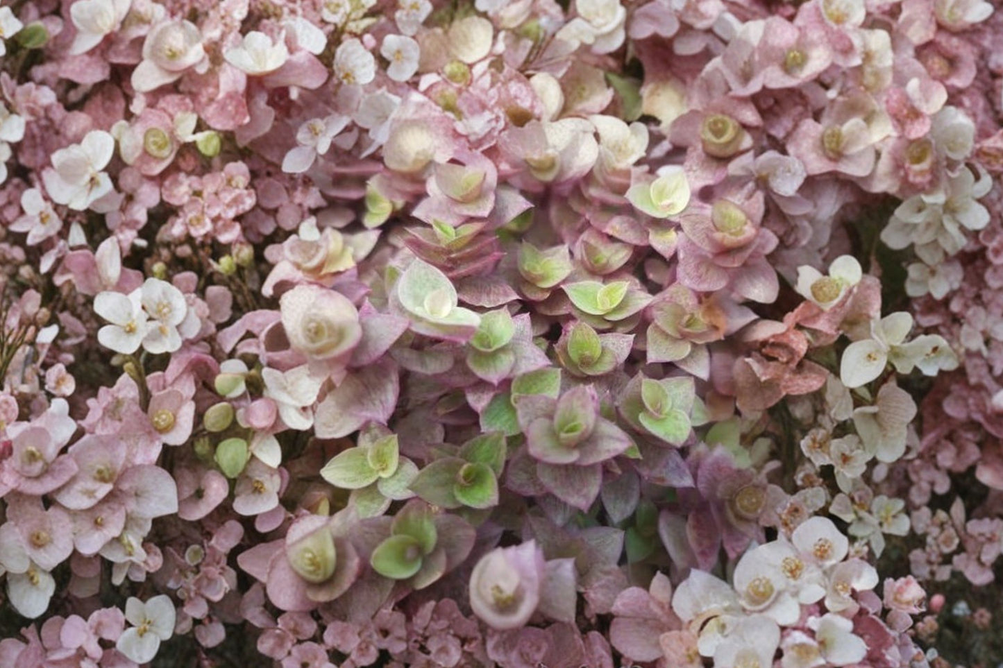 Pink Lady Callisia Repens Live Plant | Variegated Turtle Vine | 2 Inch Pot | Pink Succulent Houseplant | Trailing Indoor Plant